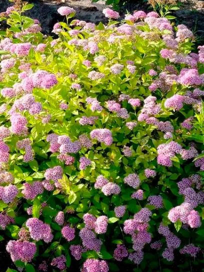 Spirea "Little Princess" container (P0.5)