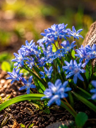 Chionodoxa sardensis
