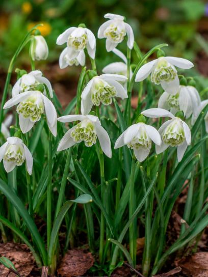 Galanthus nivalis "Flore Pleno"