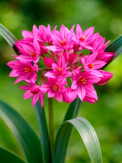 Allium oreophilum "Samur"