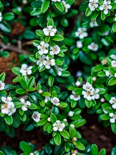 Cotoneaster "Dammeri Radicans" container (P0.5)