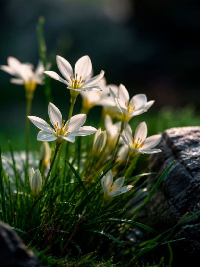 Zephyranthes candida