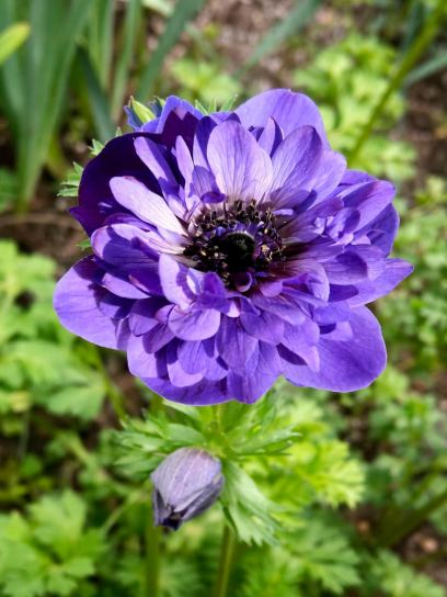 Anemone coronaria LEVANTE-Blu-