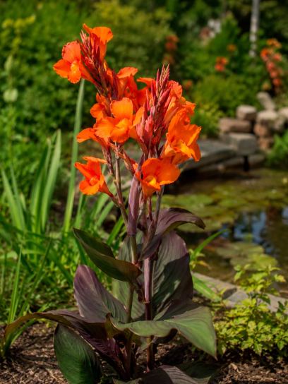 Canna "Omega"