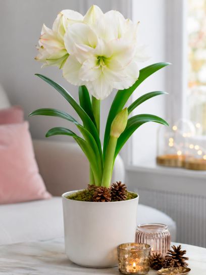 Hippeastrum "White Amadeus"