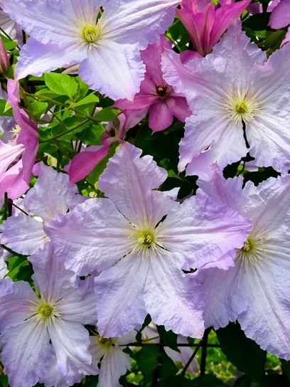 Clematis "Blue Angel"