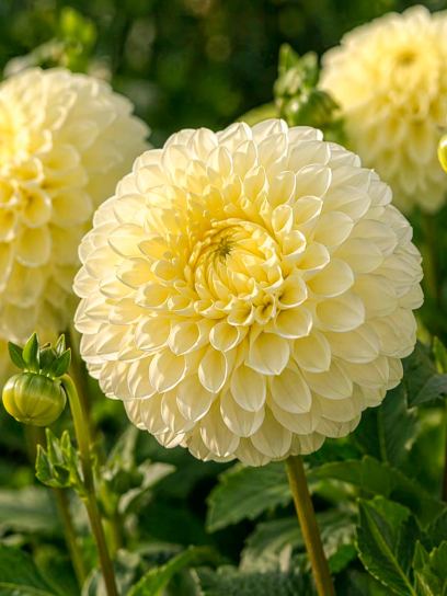 Dahlia "Bocherel"