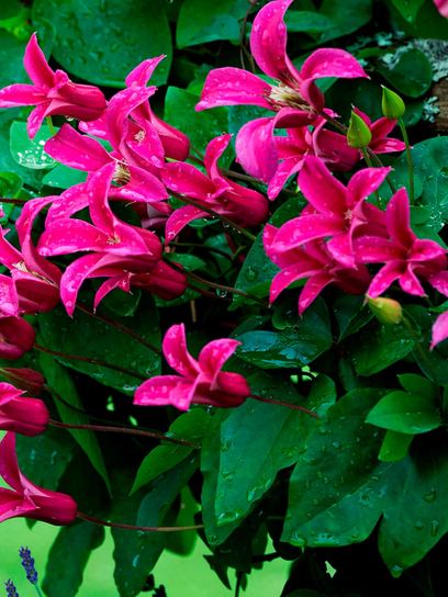 Clematis "Princess Diana" container (P14)