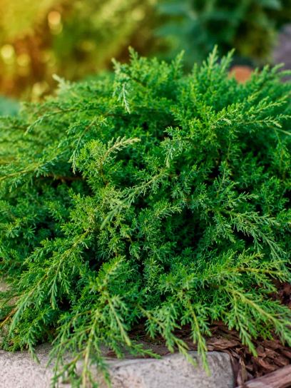Creeping juniper 'Repanda' container (P11)