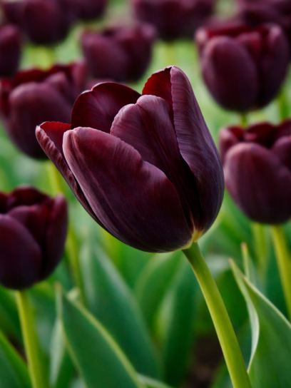 Tulipa "Hot Chocolate"