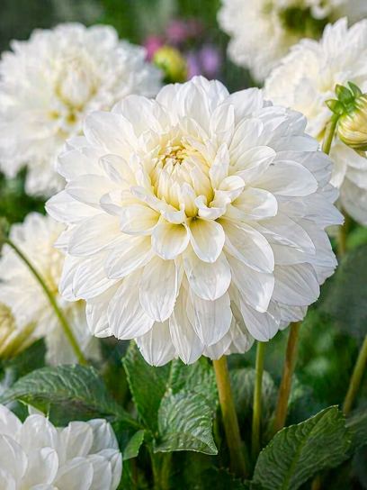 Dahlia "Eternal Snow"