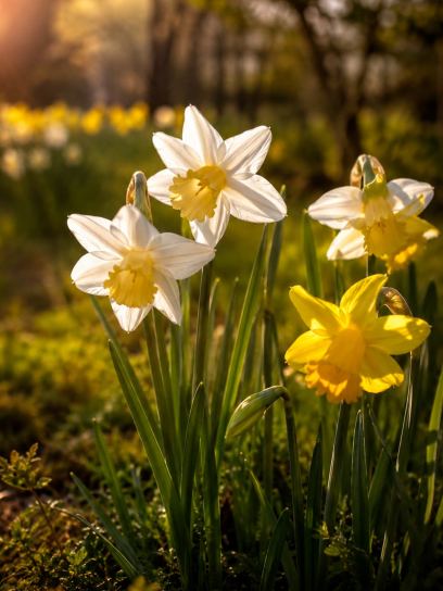 Narcissus "Sailor's Choice"
