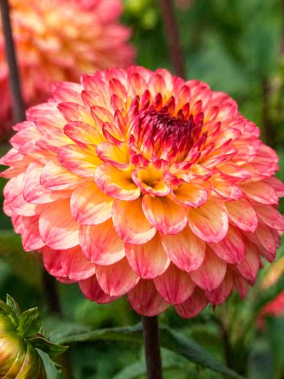 Dahlia "Icoon"
