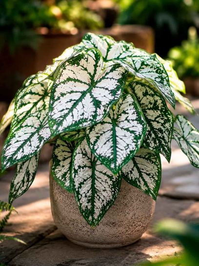 Caladium "White Lightning"