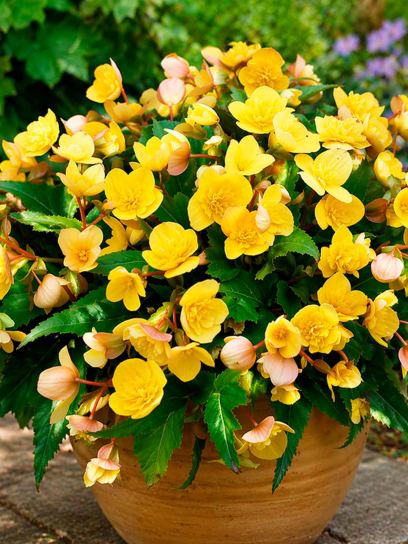 Begonia multiflora "Frau Hélène Harms"