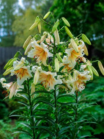 Lilium "Mister Cas"