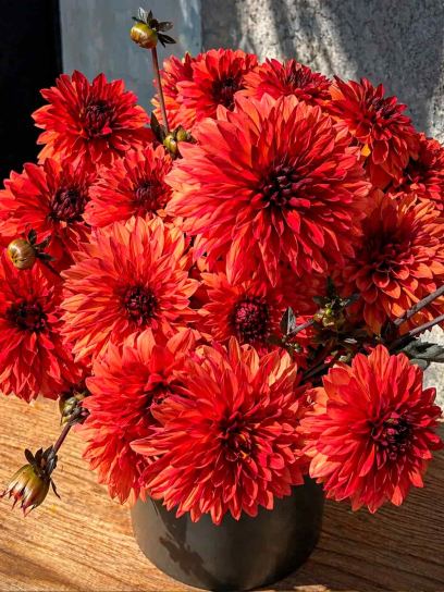 Dahlia "Danique"
