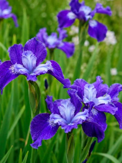 Iris sibirica "Regency Belle"