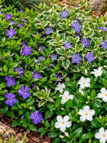 Periwinkle Garden Collection – 3 Plants