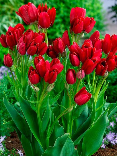 Tulipa "Fiery Club"