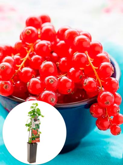Redcurrant "Jonkheer van Tets" container (P11)