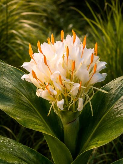 Hedychium ellipticum