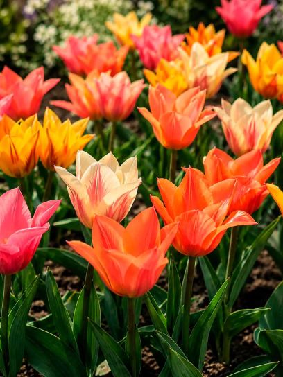 Tulipa -Fun Colors-