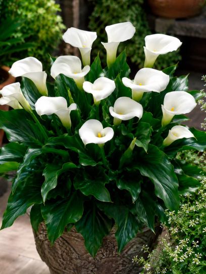 Zantedeschia aethiopica
