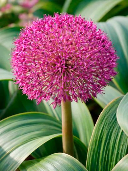 Allium karataviense x "Red Giant Star"