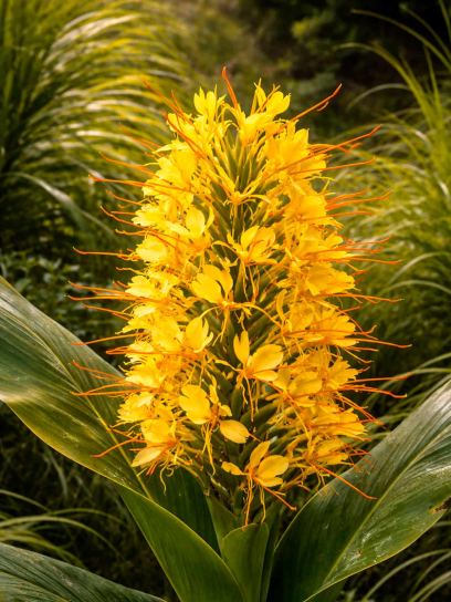 Hedychium gardnerianum