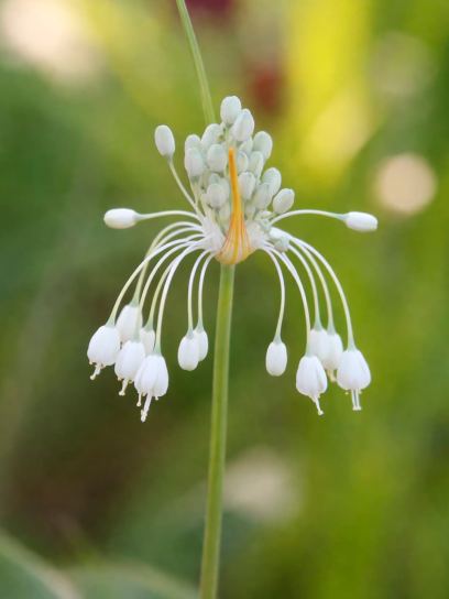 Allium carinatum ssp. pulch. "Album"