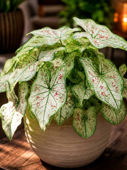 Caladium "Strawberry Star"