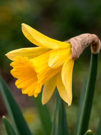 Narcissus "Rijnvelds Early Sensation"
