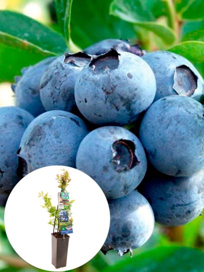 Blueberry "Duke" container (P11)