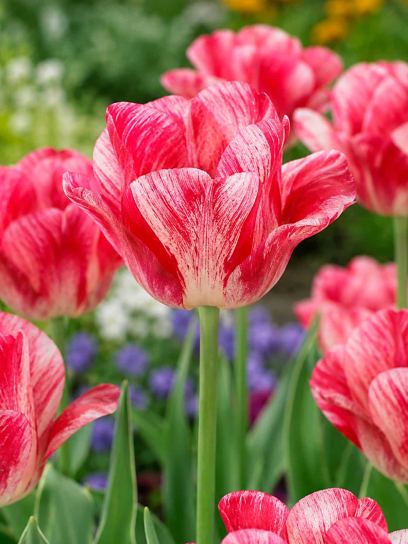 Tulipa "Hemisphere"