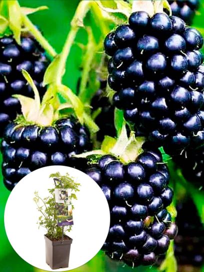 Mora "Thornless Evergreen" contenitore (P18)