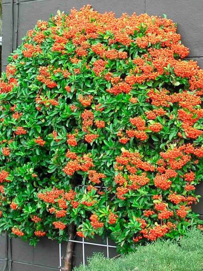 Firethorn ‘Orange Glow’ container (P15)