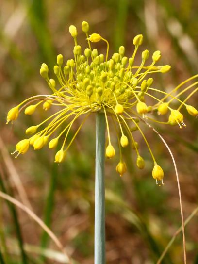 Allium chloranthum "Yellow Fantasy"