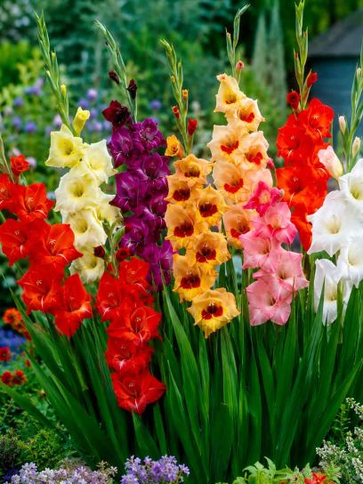 Gladiolus soortenmix