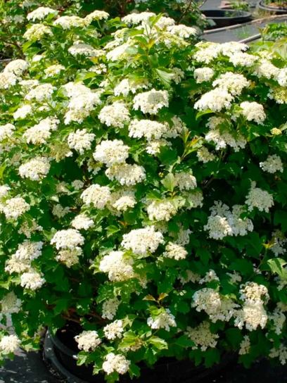 Viburnum "Opulus" container (C3)