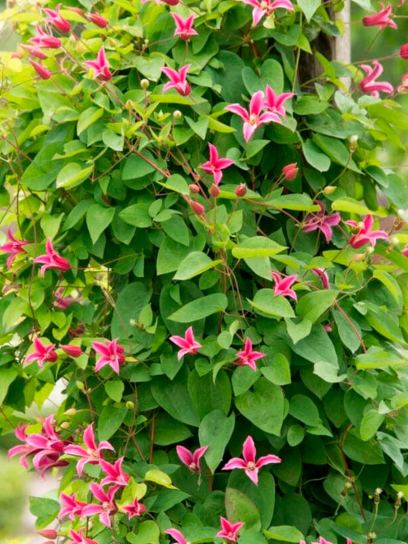 Clematis "Princess Diana" contentor (C2)