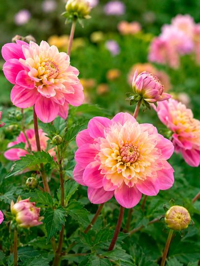 Dahlia "Take Off"