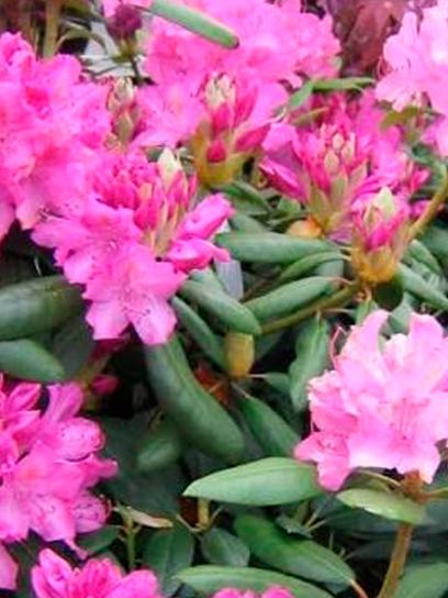 Rhododendron "Englisch Roseum" container (C4)