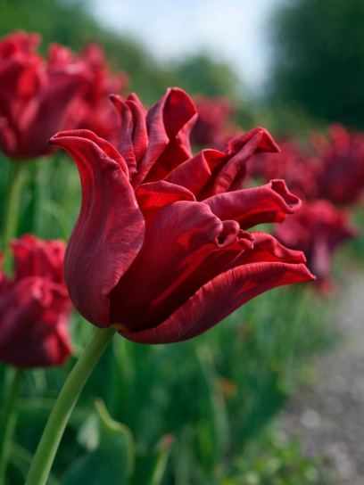Tulipa "Red Dress"