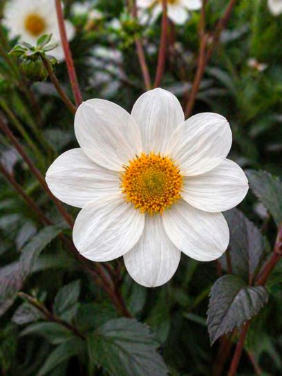 Dahlia "Dahlegria White"