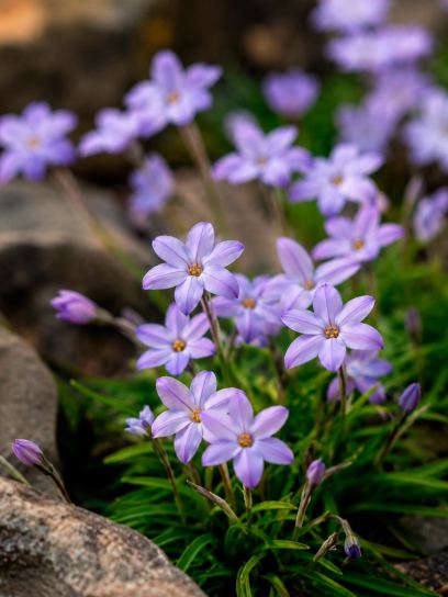 Ipheion uniflorum "Rolf Fiedler"