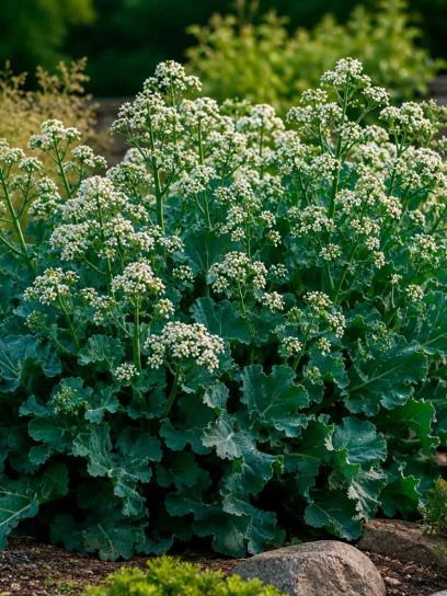Crambe maritima