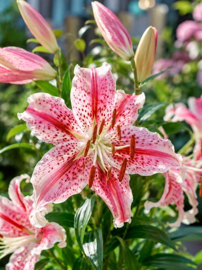 Lilium speciosum var. rubrum "Uchida"