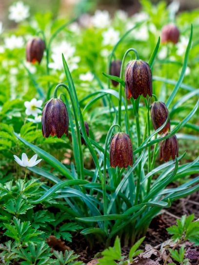 Fritillaria davisii
