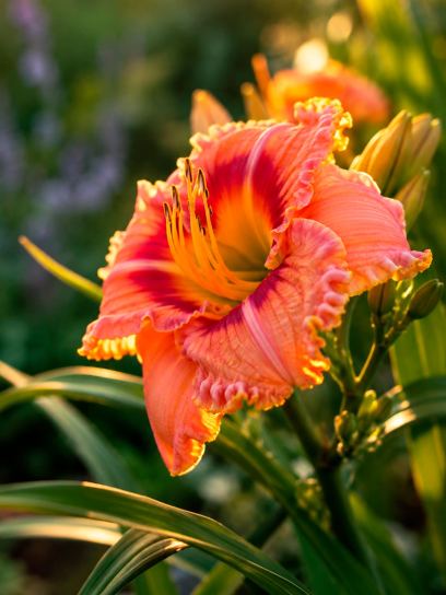 Hemerocallis "Sunset Skye"